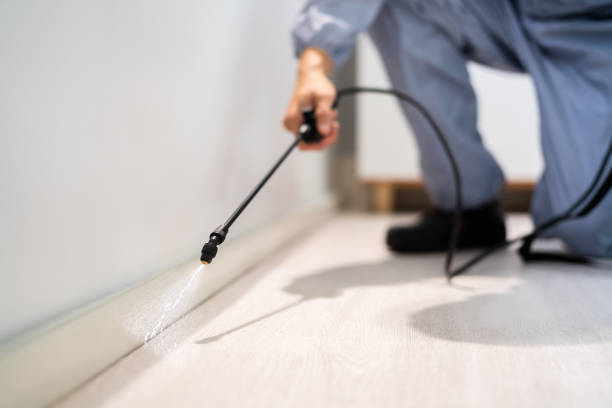 Licensed Wasp Removal service in Jersey Village, TX - Show Me Pest Control