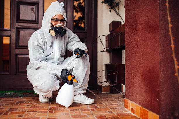 Reliable Wasp Removal contractor in Jersey Village, TX by Show Me Pest Control